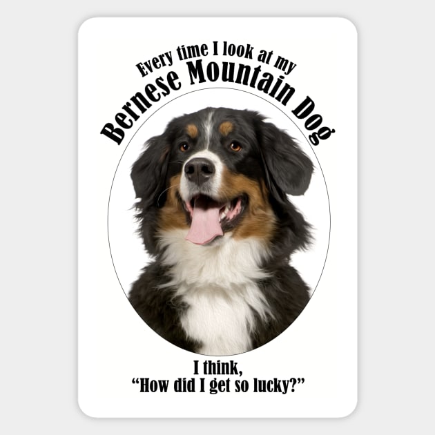 Lucky Bernese Mountain Dog Sticker by You Had Me At Woof